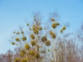 Many bunches of mistletoe on the birches against a sky Royalty Free Stock Photo