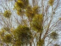 Many bunches of mistletoe on tree branches against a sky Royalty Free Stock Photo