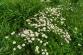 Bushes of white daisies lat.MatricÃÂ¡ria on a background of green lawn Royalty Free Stock Photo