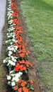 Many busy lizzie flowers in the flowerbed