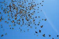many butterflies flying in formations overhead, on journey to warmer climates
