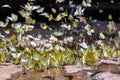 Many butterflies; Many butterfly species.