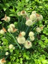 Many butterflies sit on plants, Common tiger butterfly