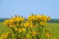 Many butterflies on yellow flowering common ragwort from close