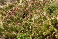 Many cacti. Lanzarote. Canary Islands