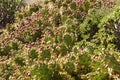 Many cacti. Lanzarote. Canary Islands