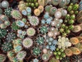 Many cacti in plant store / miniature cactus plants