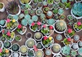 Many cacti in pots