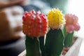 Many Cactus Colored Pots In Clay Pots On Wooden Table With Soft Light