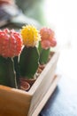 Many Cactus Colored Pots In Clay Pots On Wooden Table With Soft Light