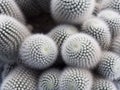 Many cactus Royalty Free Stock Photo