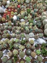 Many cactus in pots in a flower shop Royalty Free Stock Photo
