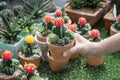 Many cactus species are grown in clay pots. In the hand of a woman in the nursery