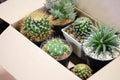 Many cactus trees are in the preparation box Royalty Free Stock Photo