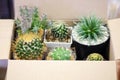 Many cactus trees are in the preparation box Royalty Free Stock Photo