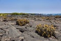 Many Cactuses in lava ground