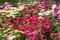 Many Callistephus flowers red pink white, flower garden, background horizontal. Daisy asters of different colors