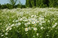 Many camomile flowers in the meadow at summer day on the background of forest and blue sky Royalty Free Stock Photo
