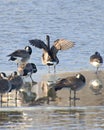 Canada Goose Stretching Wings Near Gaggle of Geese On Ice In River Royalty Free Stock Photo