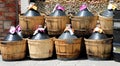 many capacious demijohns  outside a wine bar Royalty Free Stock Photo