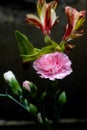 Red carnation-Flower arrangement-Fresh cut flowers Royalty Free Stock Photo