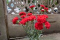 Red carnation-Flower arrangement-