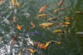 Many carp fishes Royalty Free Stock Photo