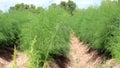 Many carrots on organic carrots field as organic animal feedstuff and healthy fodder for cows and cattle for vegetarian nutrition