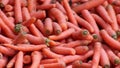 Many carrots on organic carrots heap as organic animal feedstuff and healthy fodder for cows and cattle for vegetarian nutrition w