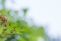 Many caterpillars eat leaves Royalty Free Stock Photo