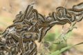 Many caterpillars on the leaves. Insect pests damage plants Royalty Free Stock Photo
