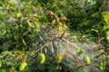 Many Caterpillars on Plum Tree, Insect Control Concept, Caterpillar on Plant, Pest in Web, Butterfly Worms Royalty Free Stock Photo