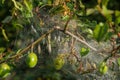 Many Caterpillars on Plum Tree, Insect Control Concept, Caterpillar on Plant, Pest in Web, Butterfly Worms Royalty Free Stock Photo