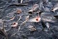 Many catfish opened their mouths, waiting for food from people. Catfish in the lake in the middle of the city