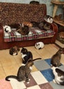 Many cats