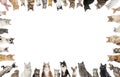 Large group of cats making a border on white background Royalty Free Stock Photo