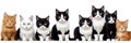 many cats of different breeds and sizes on white background. web banner for advertising veterinary clinics, grooming salons and