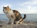 Many Cats on a fence on the embankment near the sea