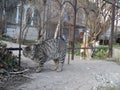 Many Cats on a fence on the embankment near the sea