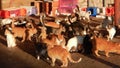 Many cats half domesticated in cyprus