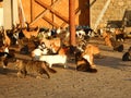 Many cats half domesticated in cyprus