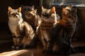 many cats sitting in sunbeam, their eyes shining