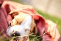 So many cats to chase. a Pitbull puppy having a cosy nap on a lawn. Royalty Free Stock Photo