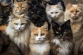 many cats of various breeds and colors, looking expectantly at the camera