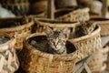 Many Cats in Wicker Baskets on Handicraft Market, New Wickerwork, Cat in Hand Made Basket Royalty Free Stock Photo