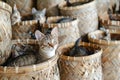 Many Cats in Wicker Baskets on Handicraft Market, New Wickerwork, Cat in Hand Made Basket Royalty Free Stock Photo