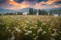 Many chamomile flowers on a meadow