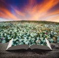 Many chamomile flowers at sunset on a book Royalty Free Stock Photo