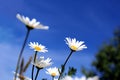 Many chamomiles scattered in a meadow in summer Royalty Free Stock Photo