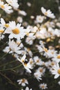 Many cheery Daisies grow together with a bee collecting pollen Royalty Free Stock Photo